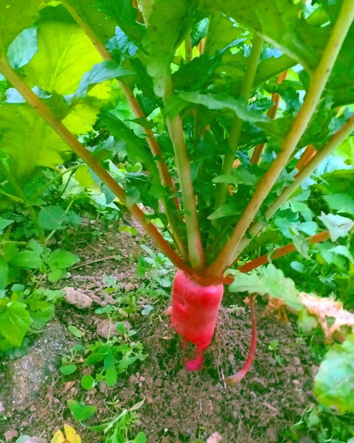 دارجيلنغ Suma Aavaas Farmstay المظهر الخارجي الصورة