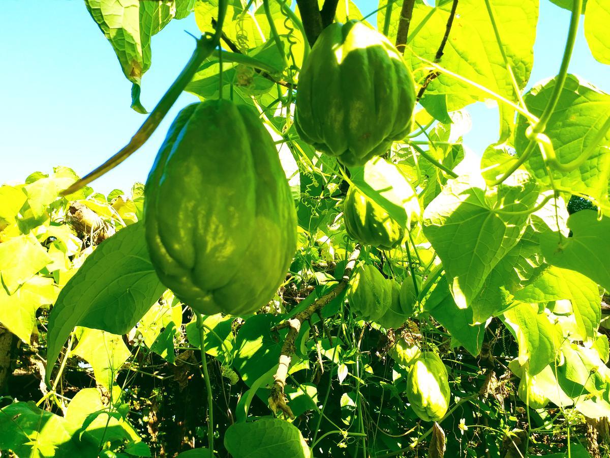دارجيلنغ Suma Aavaas Farmstay المظهر الخارجي الصورة